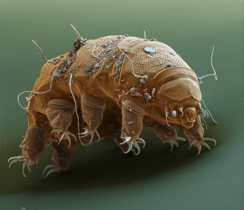 Tardigrad nedir? 10